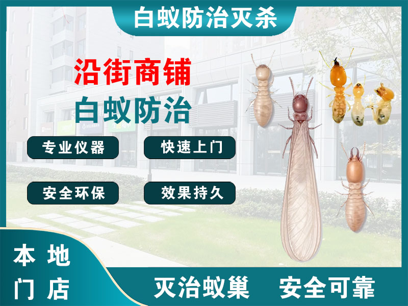 桐乡沿街商铺白蚁防治