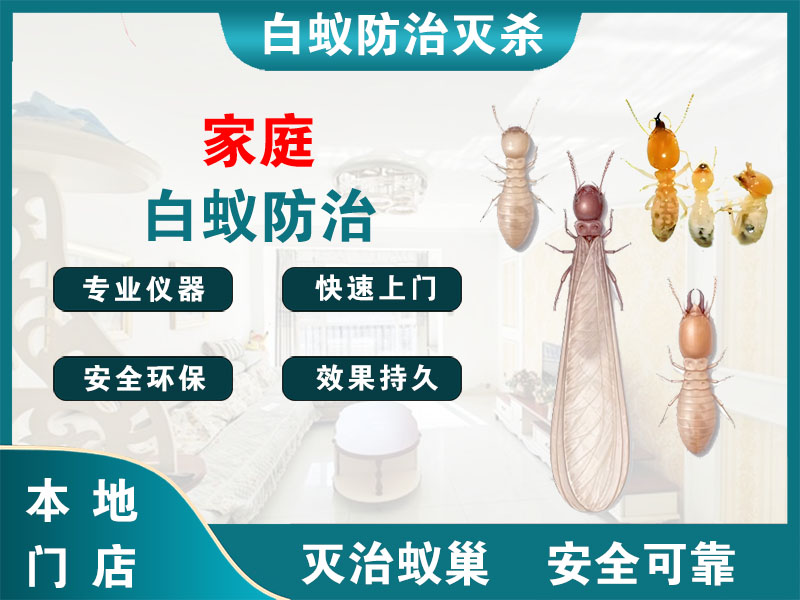 桐乡家庭白蚁防治