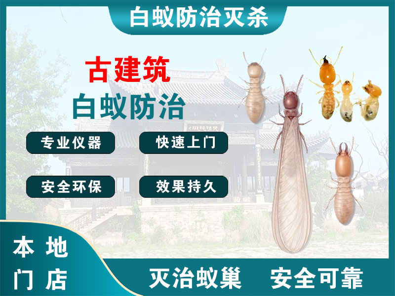 桐乡古建筑白蚁防治